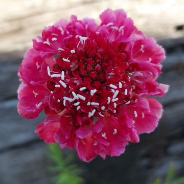 Scabiosa (Scabious) 'Scoop Marshmallow'