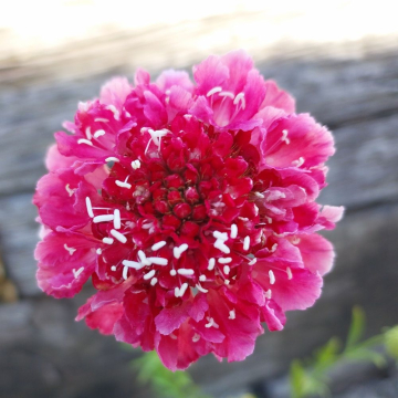 Scabiosa (Scabious) 'Scoop Marshmallow'