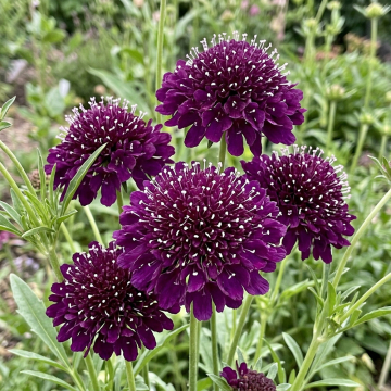 Scabiosa - Sccop Dark Purple