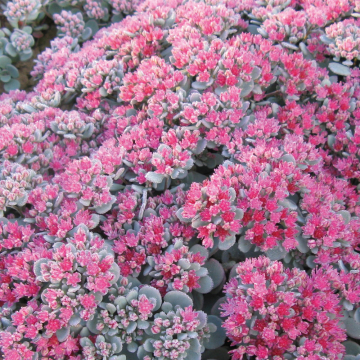 Sedum - Robustum