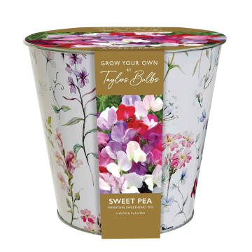 Sweet Pea Sweetheart Mix Indoor Planter