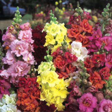 Antirrhinum (Snapdragon) - Madame Butterfly Mix