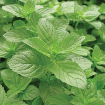 Mint (Spearmint) - Green