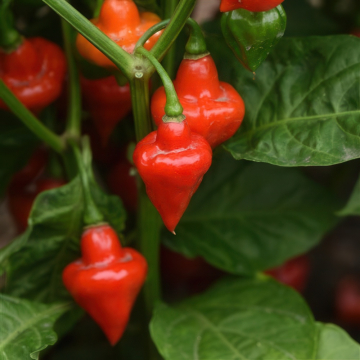 Chilli Pepper - Spinning Tops