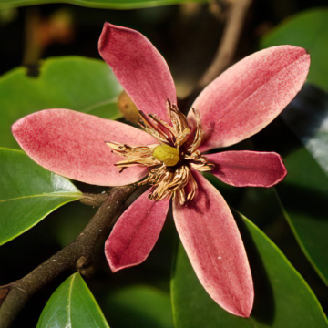 Magnolia - Stellar Ruby