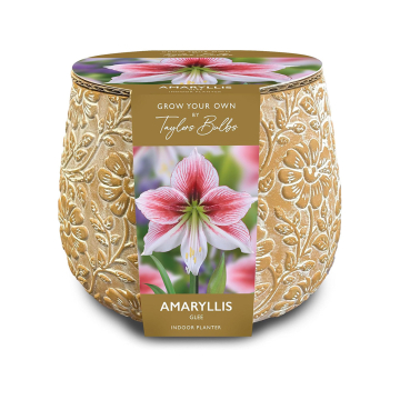 Amaryllis 'Glee' Terracotta Embossed Planter  Amaryllis 'Glee' Terracotta Embossed Planter