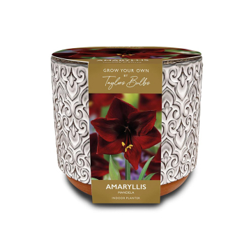 Amaryllis 'Mandela' Luxury Ceramic Planter  Amaryllis 'Mandela' Luxury Ceramic Planter