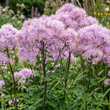 Thalictrum (Meadow Rue) 'Nimbus Pink'