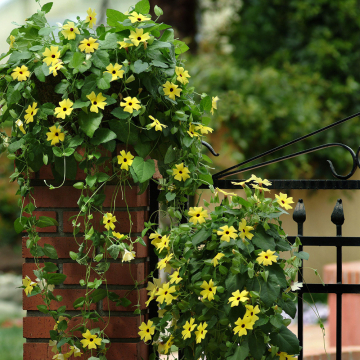 Thunbergia - Sunny Susy Yellow Dark Eye