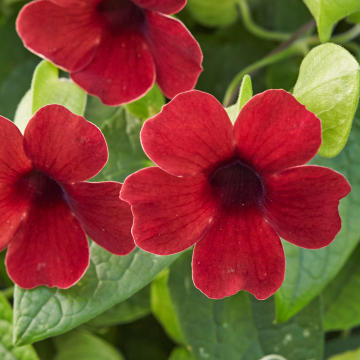 Thunbergia - Sunny Susy Cherry