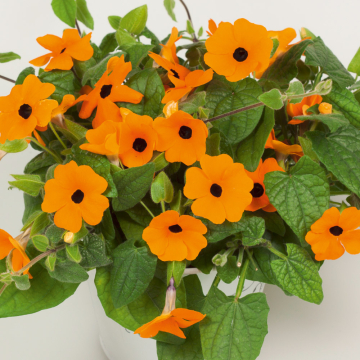 Thunbergia 'Sunny Susy New Orange'
