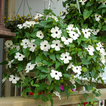 Thunbergia - Susie White Black Eye
