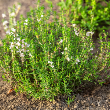 Thyme - English