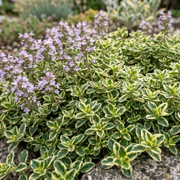 Creeping Thyme 'Highland Cream' Creeping Thyme 'Highland Cream'