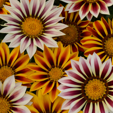 Gazania - New Day Tiger Stripe