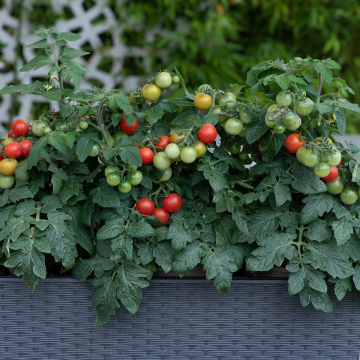 Cherry Tomato 'Veranda Red'