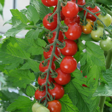 Cherry Tomato - Sweet Aperitif