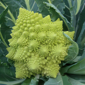 Cauliflower - Veronica