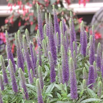 Veronica - Ulster Blue Dwarf