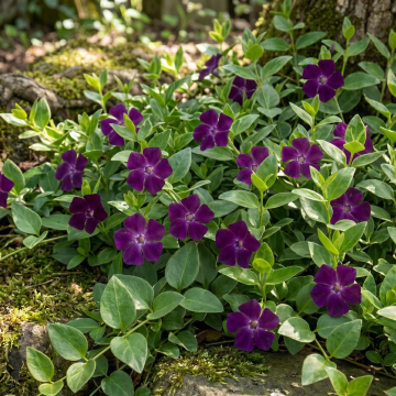 Vinca (Periwinkle) 'Verino'
