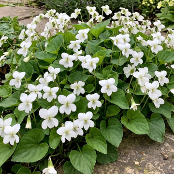 Viola (Violet) 'Albiflora'