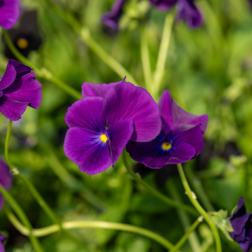Viola 'Martin'