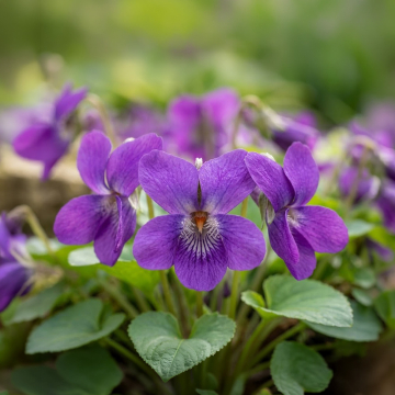 Viola (Violet) 'Red Cloud'