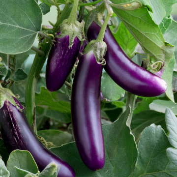 Aubergine - Wand Amethyst
