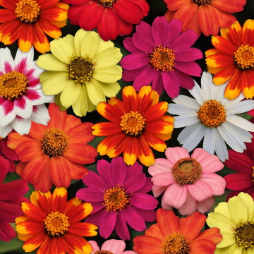 Zinnia - Zahara Mix