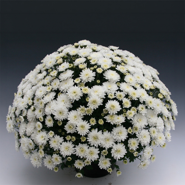 Chrysanthemum - Branfountain White