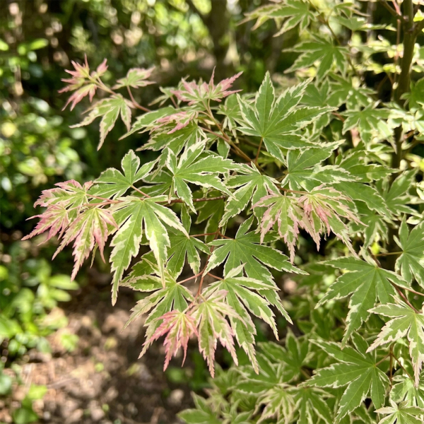 Acer - Iyoshi