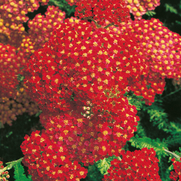 Achillea - Paprika