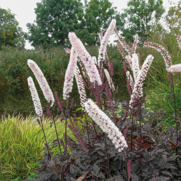 Actaea - Chocoholic
