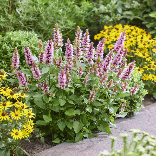 Agastache (Giant Hyssop) - Beelicious Pink