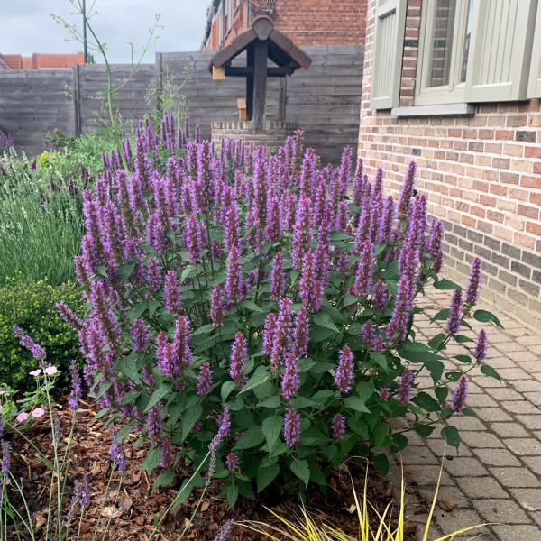 Agastache (Giant Hyssop) - Beelicious Purple
