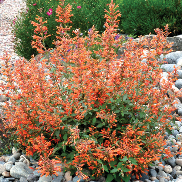 Agastache - Kudos Mandarin