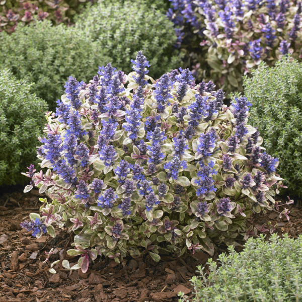 Ajuga - Princess Nadia Ajuga - Princess Nadia