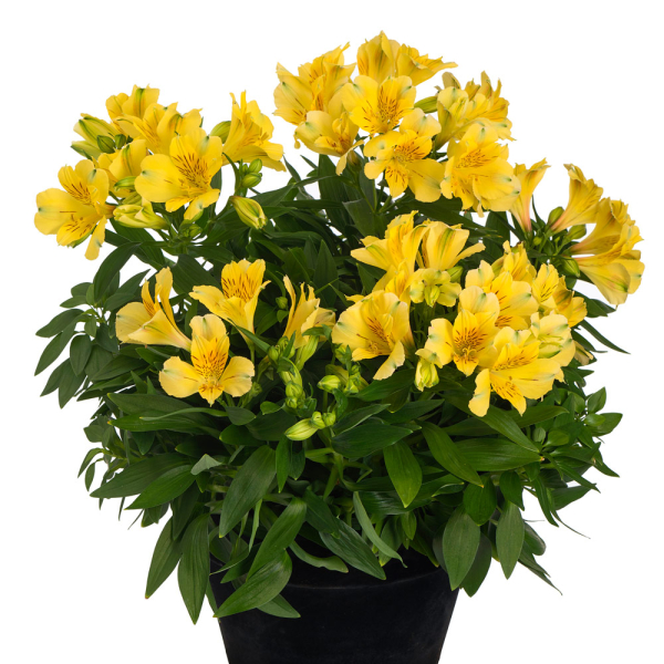 Alstroemeria - Havana