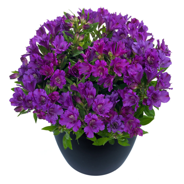 Alstroemeria - Indigo Alstroemeria - Indigo