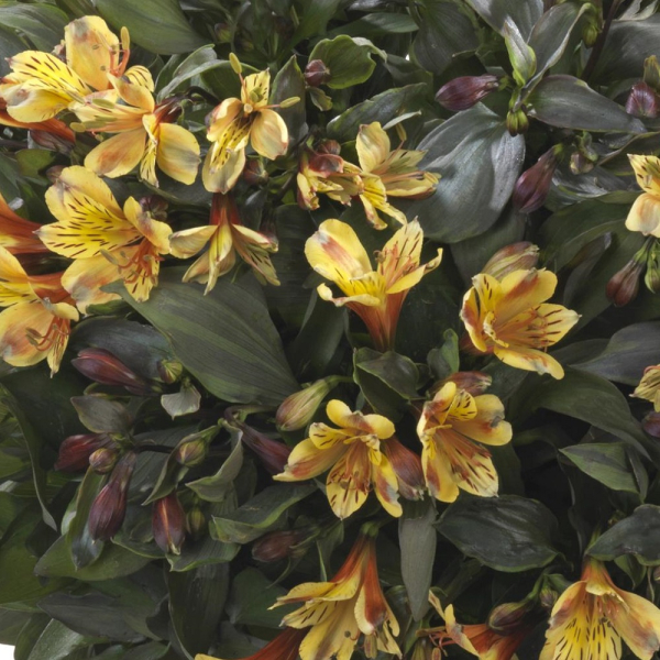 Alstroemeria - Summer Breeze