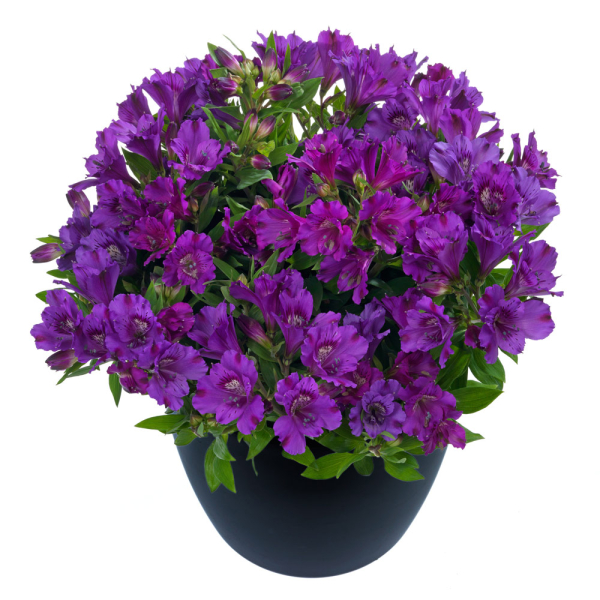 Alstroemeria - Indigo