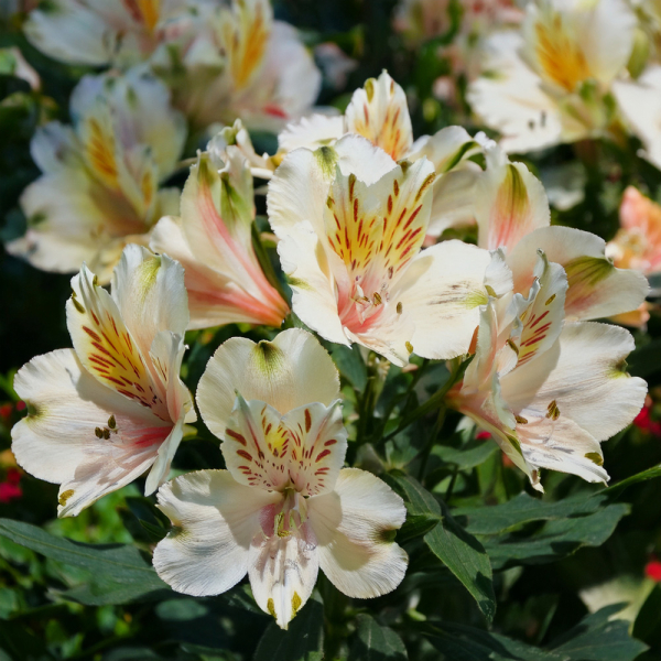 Alstromeria - Summer Snow Alstromeria - Summer Snow