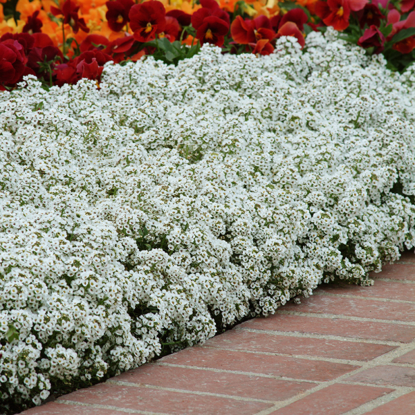 Alyssum - Lucia White