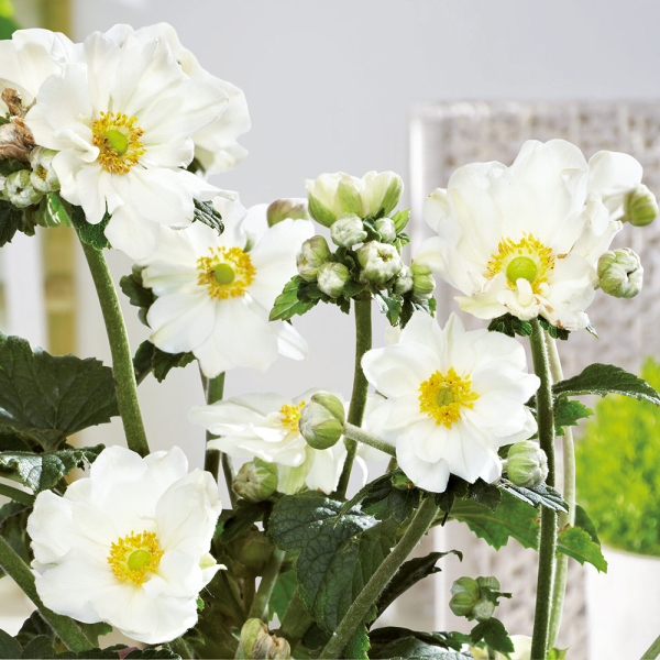 Anemone - Andrea Atkinson Anemone - Andrea Atkinson