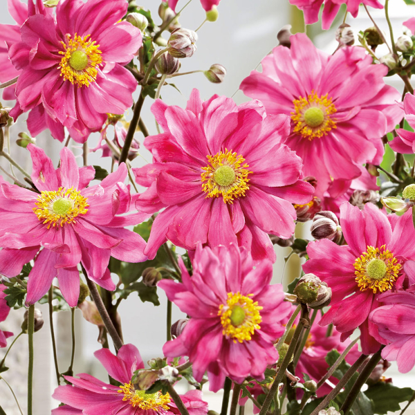 Anemone - Bressingham Glow