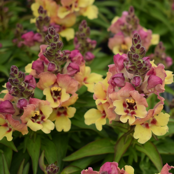 Antirrhinum - Dazzling Lips Yellow Eye