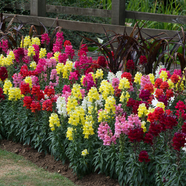 Antirrhinum - Sonnet Mix
