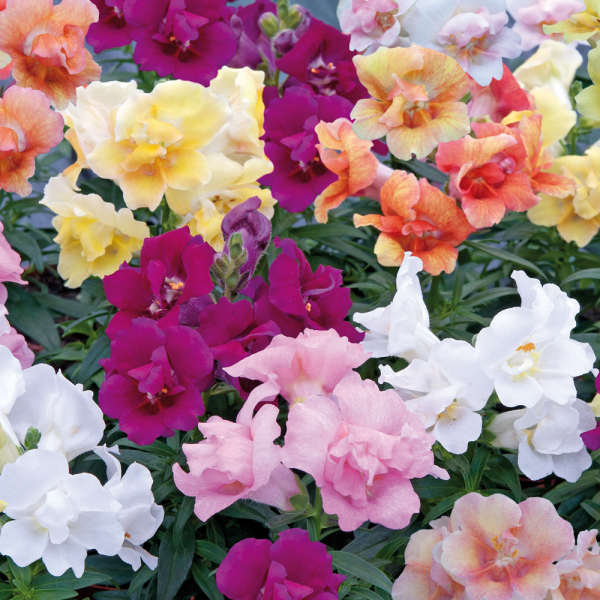 Antirrhinum - Twinny Mixed