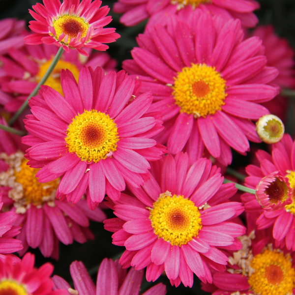 Argyranthemum - Aramis Dark Rose