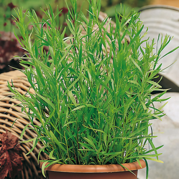 French Tarragon - Pfefferkorn